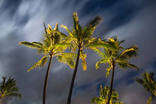 palm tree shallow focus of green palm trees flora